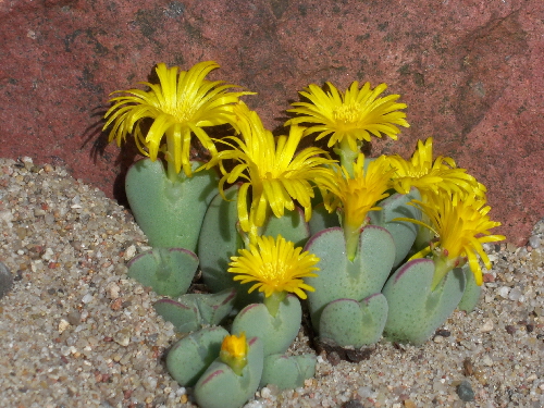 conophytum bilobum v.angustum